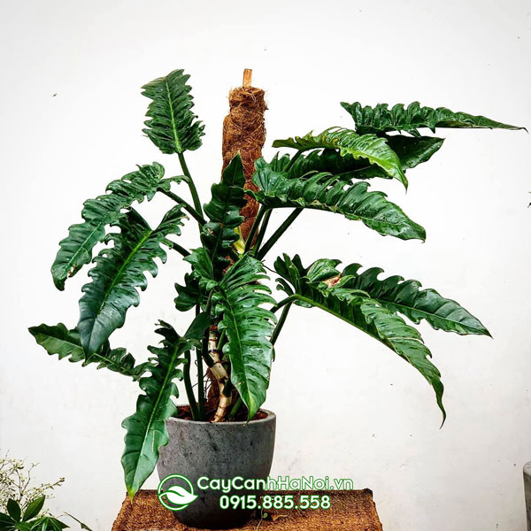Trầu bà cung đàn xanh có thể cao lên đến 2m
