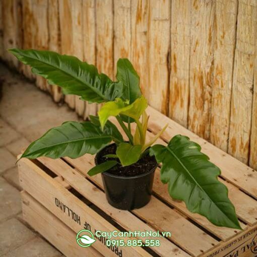 Trầu bà cung đàn xanh làm quà tặng ý nghĩa