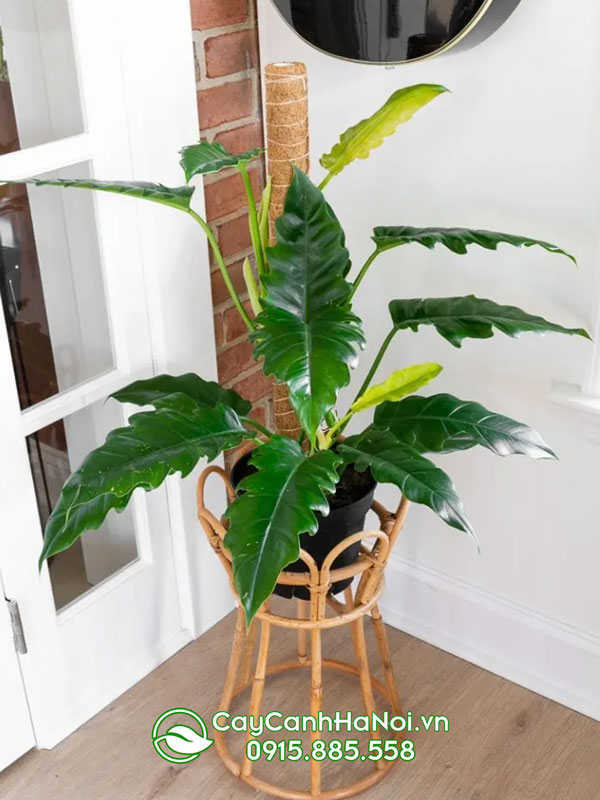Trầu bà cung đàn xanh mang đến nhiều may mắn