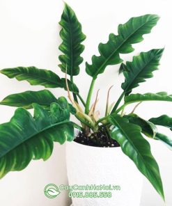 Trầu bà cung dan xanh có danh pháp khoa học là Philodendron Jungle Boogie