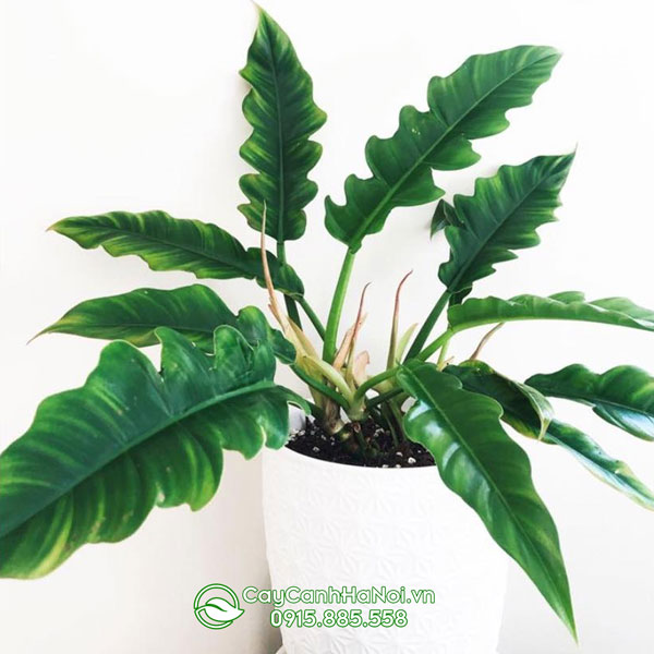 Trầu bà cung dan xanh có danh pháp khoa học là Philodendron Jungle Boogie