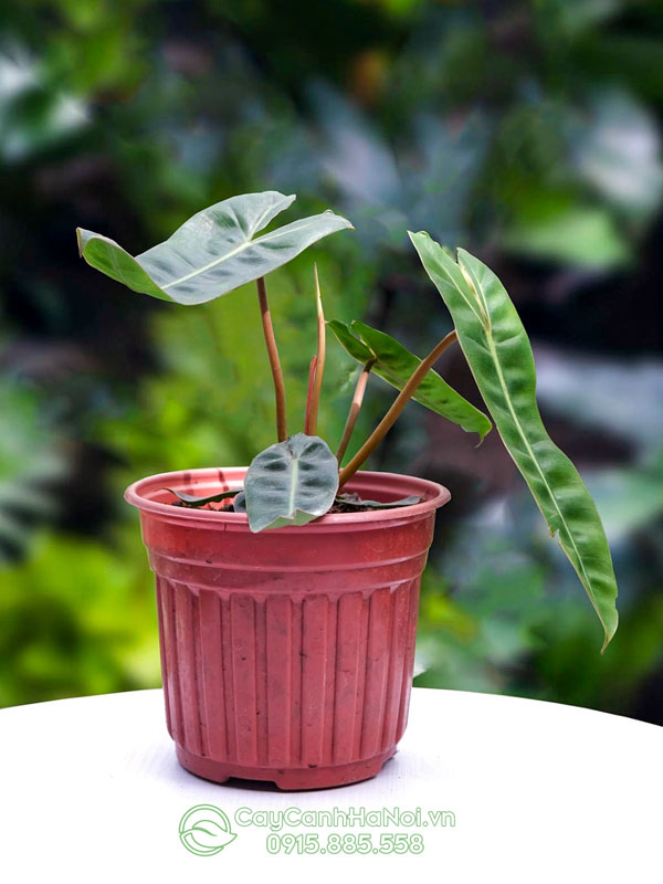 Trầu bà hồng hạc cuốn cam tên tiếng anh Philodendron Billietiae