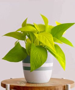 Trầu bà neon còn có tên là trầu bà Thái Lan