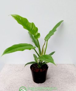Trầu bà răng cưa trồng chậu đẹp