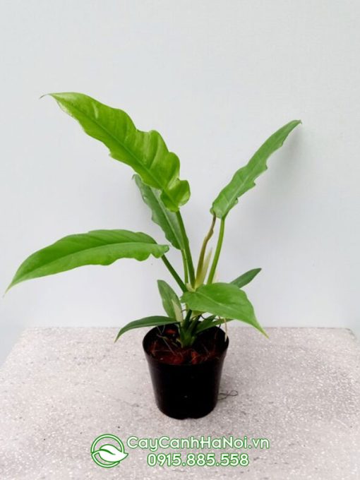 Trầu bà răng cưa trồng chậu đẹp