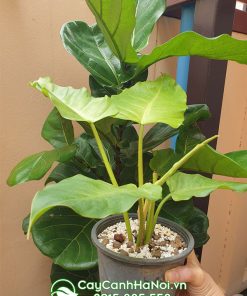 Trầu bà tuyết xanh có tên khoa học là Philodendron Snowdrift Green