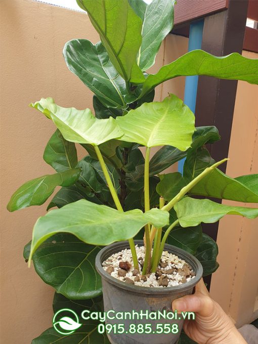 Trầu bà tuyết xanh có tên khoa học là Philodendron Snowdrift Green