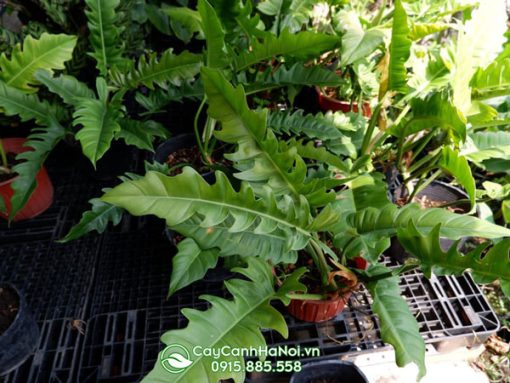 Ươm cây cung đàn xanh số lượng lớn