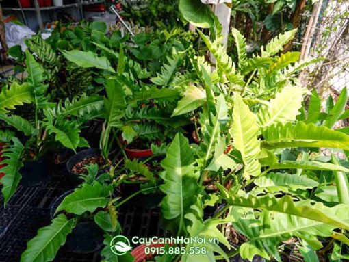 Vườn ươm cây trầu bà cung đàn