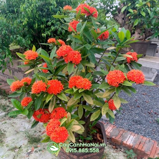 Ý nghĩa hoa mẫu đơn Thái Lan mang đến sự thanh tịnh