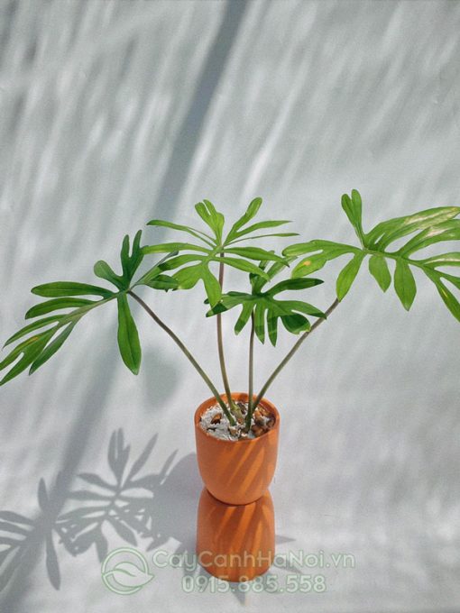 Cây mayoi trồng chậu đất nung