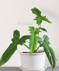 Cây trầu rồng trồng chậu để bàn đẹp