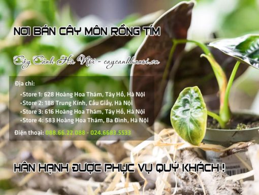 Nơi bán cây môn rồng tím tại Hà Nội