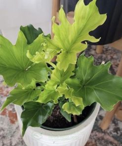 Cây philodendron Bipinnatifidum Little Hope