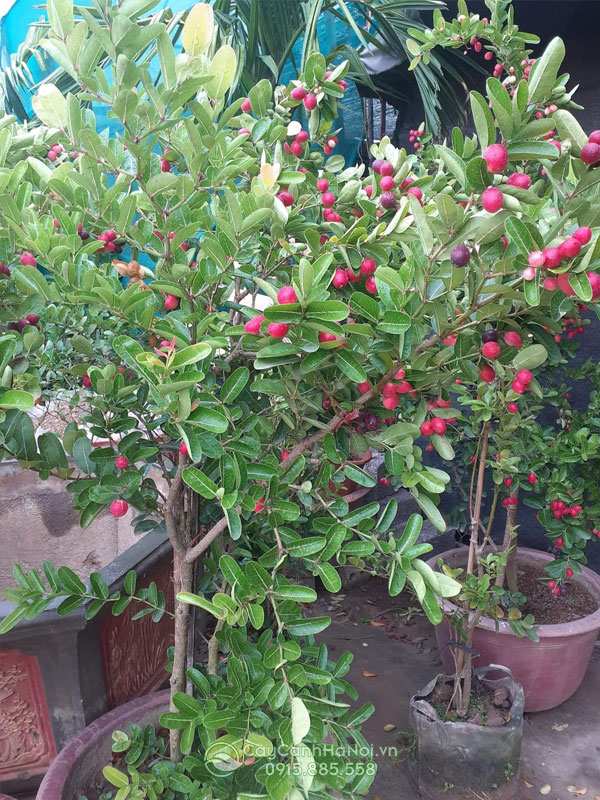 cây si rô đỏ