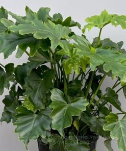 Cây trầu bà hy vọng lọc khí tốt