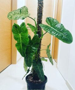 Cây trầu bà Paraiso Verde leo cột