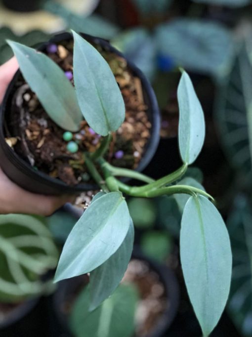 Trầu bà kiếm bạc là cây dây leo