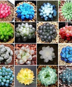 Bán sen đá các loại với nhiều mẫu mã đẹp
