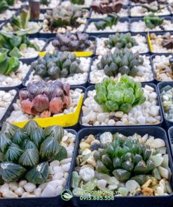 Bán sỉ lẻ cây sen đá kim cương đẹp tại Hà Nội