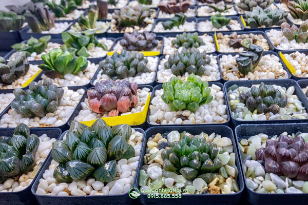 Bán sỉ lẻ cây sen đá kim cương đẹp tại Hà Nội