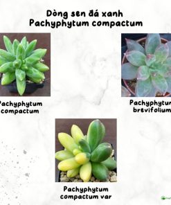 Các dòng sen đá kim cương xanh Pachyphytum Compactum