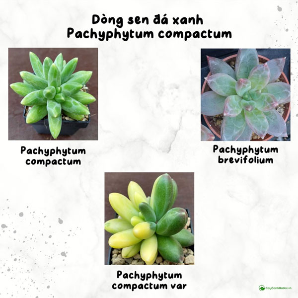 Các dòng sen đá kim cương xanh Pachyphytum Compactum