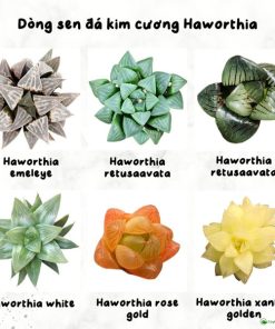 Các dòng sen đá kim cương Haworthia tờ 2