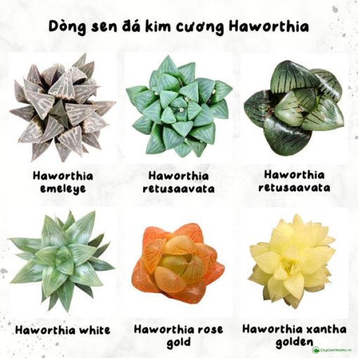 Các dòng sen đá kim cương Haworthia tờ 2