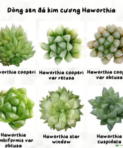 Các dòng sen đá kim cương Haworthia
