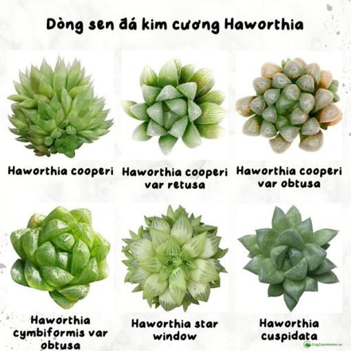 Các dòng sen đá kim cương Haworthia