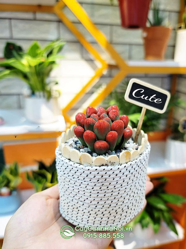 cách chăm sen đá kim cương