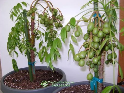 Cách chăm sóc cây cóc trong chậu