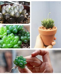cách gieo hạt sen đá kim cương