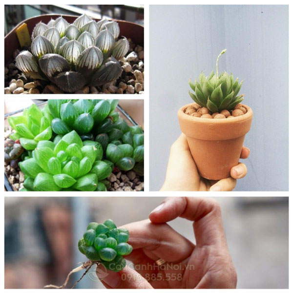 cách gieo hạt sen đá kim cương