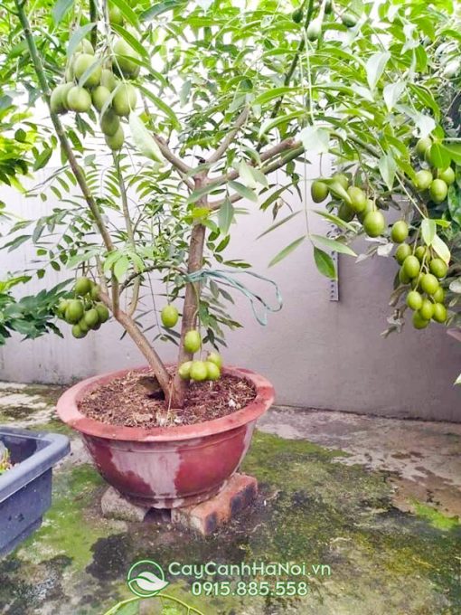 Cách trồng cây cốc thái