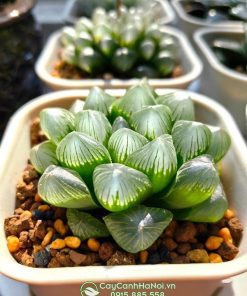 cách trồng cây sen đá kim cương
