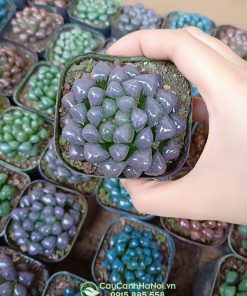 Cách trồng sen đá kim cương bằng hạt