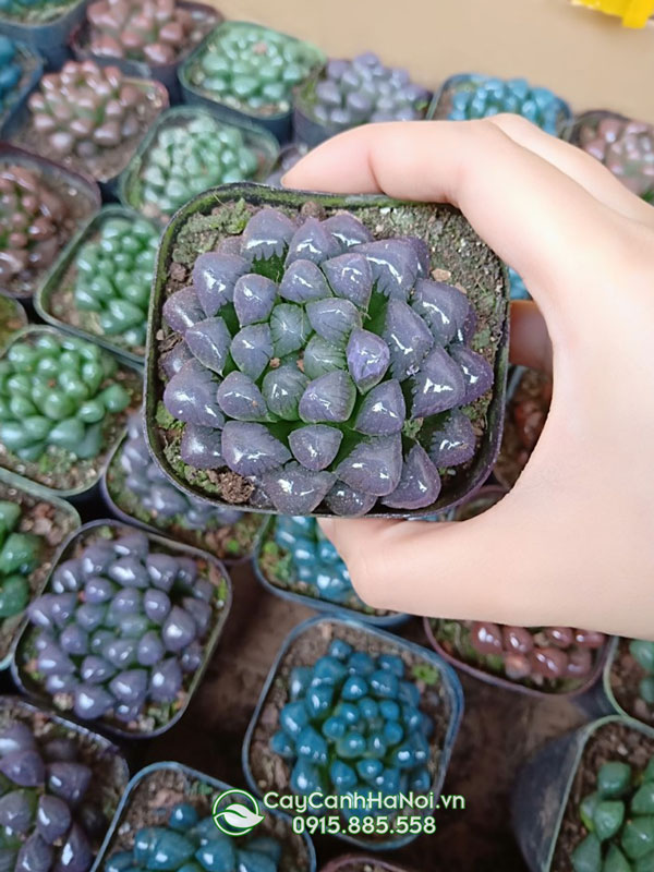 Cách trồng sen đá kim cương bằng hạt