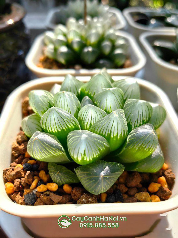 cách trồng cây sen đá kim cương