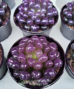 Cây sen đạ kim cương haworthia cooperi