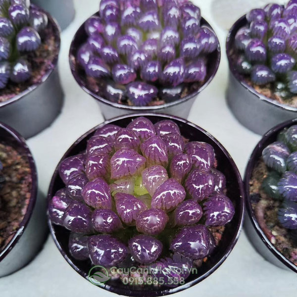 Cây sen đạ kim cương haworthia cooperi