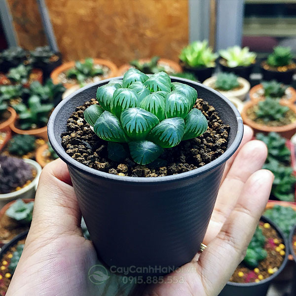 Hình ảnh cây sen đá kim cương Haworthia cooperi