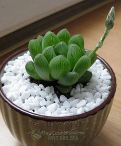 Hoa của sen đá kim cương