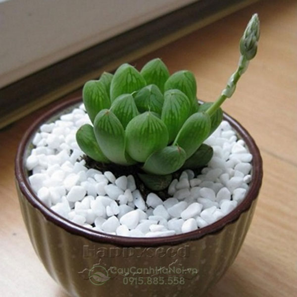 Hoa của sen đá kim cương