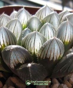 Mua cây sen đá kim cương tại Hà Nội