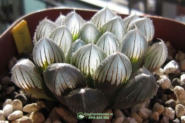 Mua cây sen đá kim cương tại Hà Nội