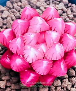 Địa chỉ bán cây sen đá kim cương hồng