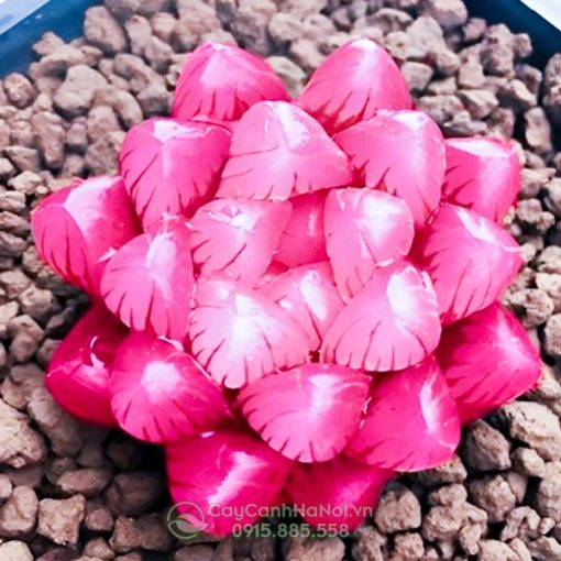 Địa chỉ bán cây sen đá kim cương hồng