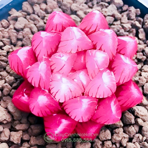 Địa chỉ bán cây sen đá kim cương hồng
